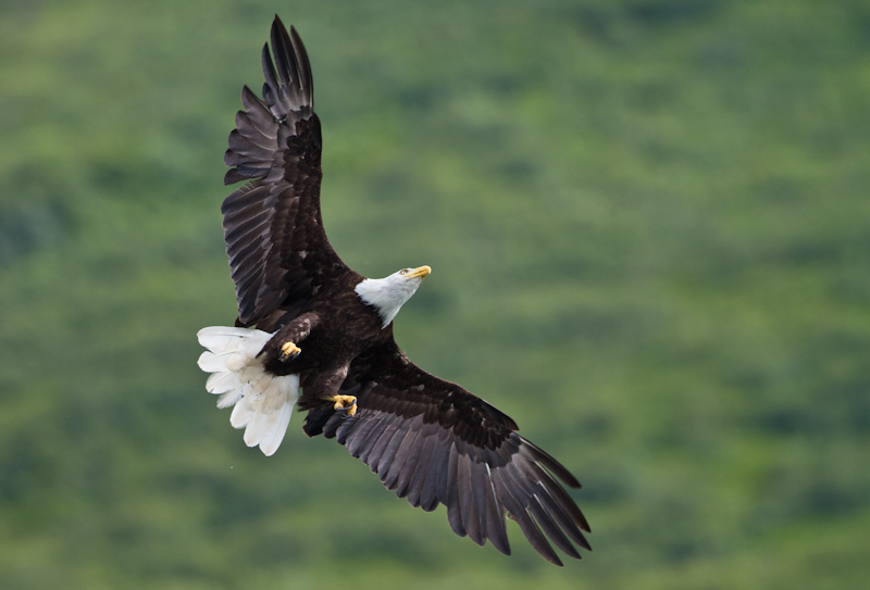 Bald Eagle In Flight